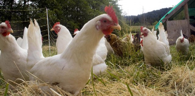 Aves de Corral